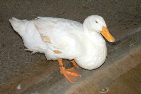DSCF2094